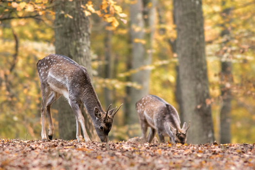 View of two young deer grazing on fallen autumn leaves in a forest in Debrzno Pomeranian Voivodeship Poland. View of two young deer grazing on fallen autumn leaves in a forest in Debrzno Pomeranian Voivodeship Poland.