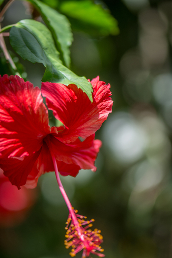 View of a vibrant red hibiscus flower with green leaves and a blurred natural background in Costa Rica.