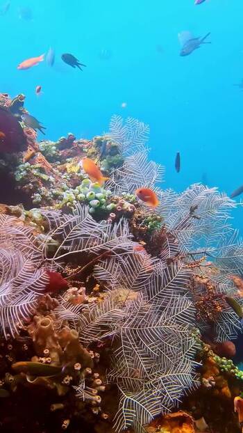View of tropical fish swimming near coral reefs in Bali Indonesia. View of tropical fish swimming near coral reefs in Bali Indonesia.