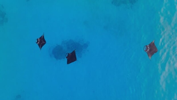 Aerial view of manta rays swimming Maldives. Aerial view of manta rays swimming Maldives.