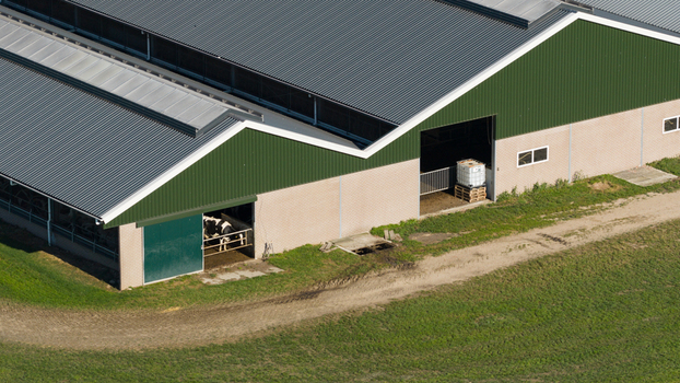 Aerial view of a modern farm building with a green metal roof and light colored walls featuring a cow inside the barn and a dirt path in Groningen Groningen Netherlands. Aerial view of a modern farm building with a green metal roof and light colored walls featuring a cow inside the barn and a dirt path in Groningen Groningen Netherlands.