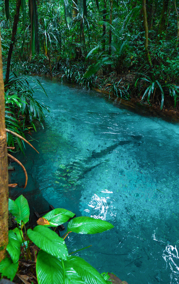 View of a crystal clear turquoise stream flowing through a lush tropical rainforest with vibrant green foliage in Indonesia. View of a crystal clear turquoise stream flowing through a lush tropical rainforest with vibrant green foliage in Indonesia.