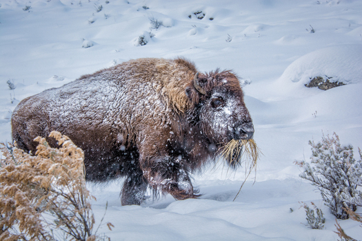 View of an American bison covered in snow grazing on dry grass in a winter landscape in Yellowstone National Park Wyoming United States. View of an American bison covered in snow grazing on dry grass in a winter landscape in Yellowstone National Park Wyoming United States.
