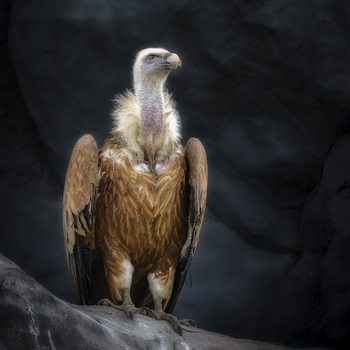 View of a griffon vulture with brown feathers and a white neck ruff standing on a dark rock in Poland.