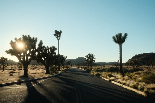 View of Joshua Tree National Park with iconic yucca trees a winding asphalt road and long shadows under a clear sky at sunset California United States.