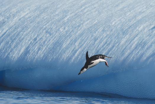 View of a chinstrap penguin jumping from a textured blue iceberg into the freezing ocean water in Antarctica. View of a chinstrap penguin jumping from a textured blue iceberg into the freezing ocean water in Antarctica.