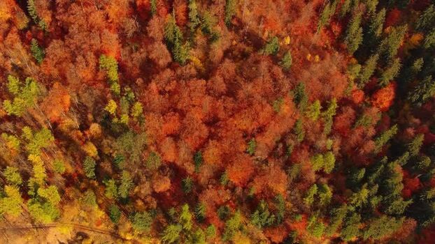 Aerial view of Transylvania forest in autumn Romania.