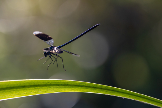 View of a dark damselfly with iridescent wings perched on a long green leaf against a soft bokeh background in Wittenheim Grand Est France. View of a dark damselfly with iridescent wings perched on a long green leaf against a soft bokeh background in Wittenheim Grand Est France.