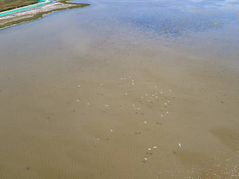 Aerial view of white birds flying over the shallow waters of Karavasta Lagoon with a distant shoreline in Divjake Fier County Albania.