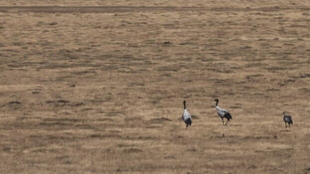 View of Black necked Cranes in a dry field China.