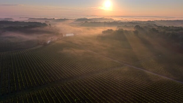 Aerial view of misty vineyards at sunrise in Targon France. Aerial view of misty vineyards at sunrise in Targon France.