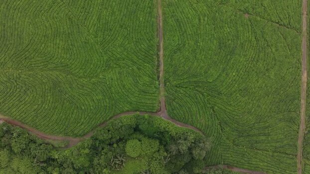 Aerial view of tea plantation in Bois Cheri Mauritius. Aerial view of tea plantation in Bois Cheri Mauritius.