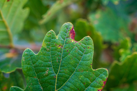 View of a close up green oak leaf with visible veins and brown spots in Looe Cornwall United Kingdom. View of a close up green oak leaf with visible veins and brown spots in Looe Cornwall United Kingdom.