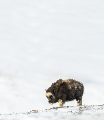 View of a muskox standing in the snow in Dovrefjell National Park Norway. View of a muskox standing in the snow in Dovrefjell National Park Norway.