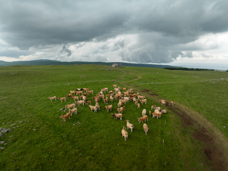 Aerial view of a herd of Aubrac cows grazing on lush green pastures under a stormy sky Nasbinals Occitanie France. Aerial view of a herd of Aubrac cows grazing on lush green pastures under a stormy sky Nasbinals Occitanie France.