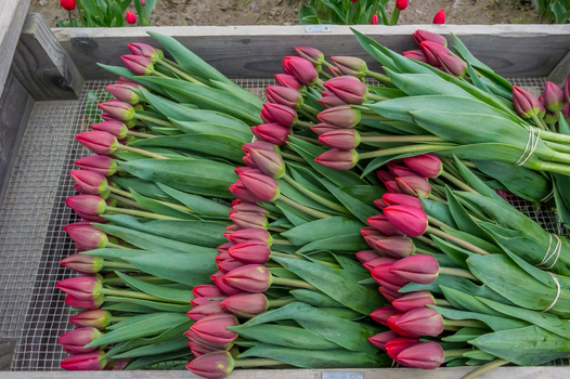 View of freshly harvested purple tulips bundled together in a wooden crate with wire mesh in La Conner Washington United States.