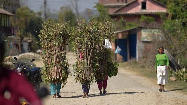 View of people carrying heavy bundles of wood in Dhangadhi Nepal. View of people carrying heavy bundles of wood in Dhangadhi Nepal.