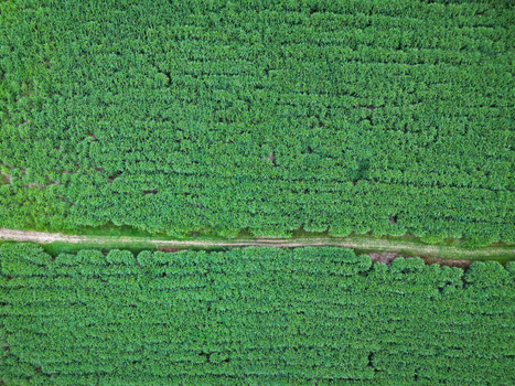 Aerial view of lush green reed beds divided by a narrow dirt path in Restormel England United Kingdom. Aerial view of lush green reed beds divided by a narrow dirt path in Restormel England United Kingdom.