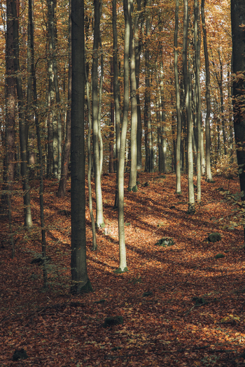 View of a forest during autumn with tall trees and a carpet of fallen leaves illuminated by soft sunlight in Poland. View of a forest during autumn with tall trees and a carpet of fallen leaves illuminated by soft sunlight in Poland.