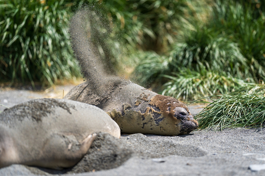 View of an elephant seal throwing sand onto its back while resting on the beach at Fortuna Bay South Georgia and the South Sandwich Islands. View of an elephant seal throwing sand onto its back while resting on the beach at Fortuna Bay South Georgia and the South Sandwich Islands.