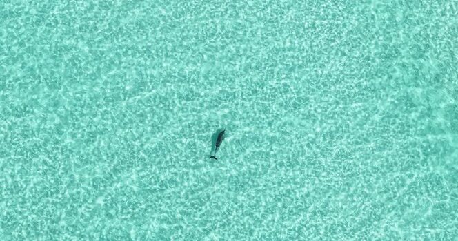 Aerial view of a dolphin in turquoise water Maldives.