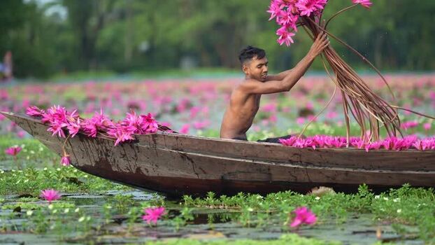 View of a man harvesting pink water lilies from a boat Bangladesh. View of a man harvesting pink water lilies from a boat Bangladesh.