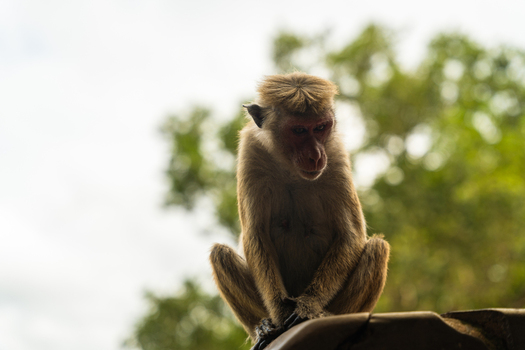 View of a toque macaque monkey sitting on a stone ledge against a backdrop of lush green trees and a bright sky in Sigiriya Central Province Sri Lanka. View of a toque macaque monkey sitting on a stone ledge against a backdrop of lush green trees and a bright sky in Sigiriya Central Province Sri Lanka.