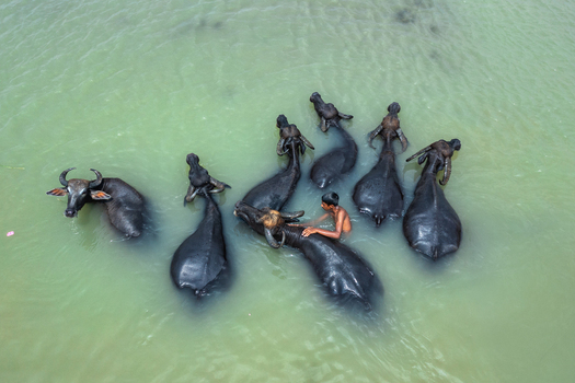 Bogura Rajshahi Division Bangladesh 29 May 2019 Aerial view of a young boy swimming alongside a herd of water buffaloes in the river. Bogura Rajshahi Division Bangladesh 29 May 2019 Aerial view of a young boy swimming alongside a herd of water buffaloes in the river.