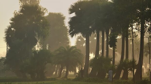 View of palm trees in the misty morning light Bangladesh. View of palm trees in the misty morning light Bangladesh.