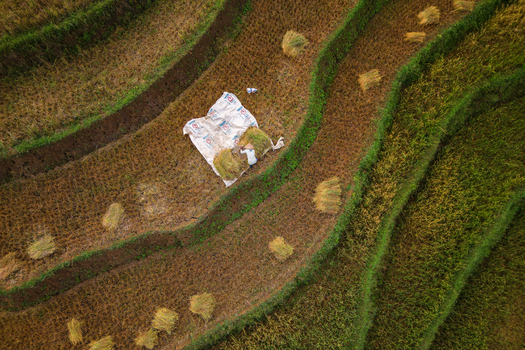 Aerial view of a farmer working on harvested rice terraces in Ngendrosari with golden stalks and green ridges in Kajoran Central Java Indonesia. Aerial view of a farmer working on harvested rice terraces in Ngendrosari with golden stalks and green ridges in Kajoran Central Java Indonesia.