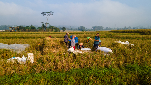 Aerial view of farmers harvesting rice in a golden field with conical hats sacks and a blue machine under a hazy sky in Karanglewas Central Java Indonesia. Aerial view of farmers harvesting rice in a golden field with conical hats sacks and a blue machine under a hazy sky in Karanglewas Central Java Indonesia.
