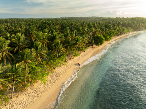 Aerial view of Mahaybo Beach featuring a sandy shoreline lined with lush palm trees and clear turquoise water in General Luna Caraga Philippines. Aerial view of Mahaybo Beach featuring a sandy shoreline lined with lush palm trees and clear turquoise water in General Luna Caraga Philippines.