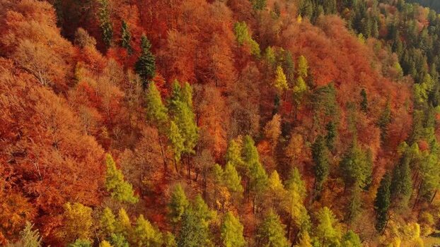 Aerial view of autumn forest in Transylvania Romania.