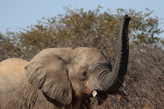 View of an African elephant with its trunk raised in the dry bush of the Tumbeta Private Game Reserve in Thabazimbi Limpopo South Africa.