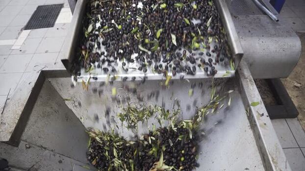 View of black olives falling into a processing hopper in a mill Greece.