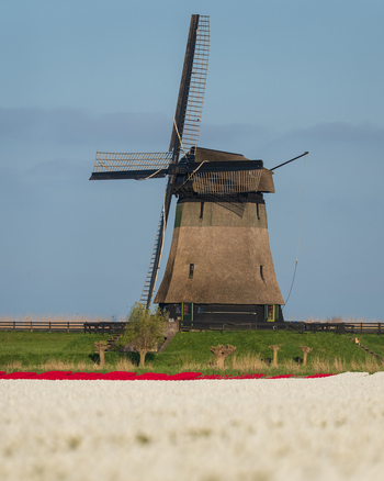 View of the historic Bovenmolen G windmill standing behind vibrant fields of white and red tulips under a clear blue sky in Schermerhorn Noord Holland Netherlands. View of the historic Bovenmolen G windmill standing behind vibrant fields of white and red tulips under a clear blue sky in Schermerhorn Noord Holland Netherlands.