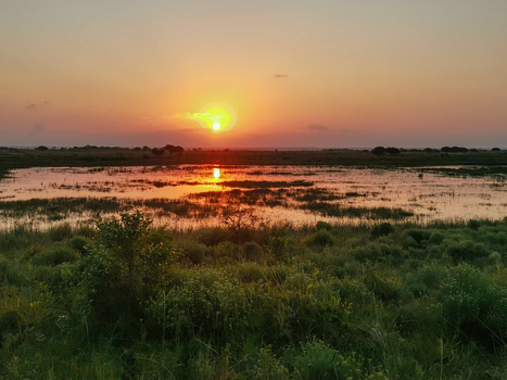 View of the sunset over the wetlands of the iSimangaliso Wetland Park with lush vegetation reflecting in the calm water in Saint Lucia KwaZulu Natal South Africa. View of the sunset over the wetlands of the iSimangaliso Wetland Park with lush vegetation reflecting in the calm water in Saint Lucia KwaZulu Natal South Africa.