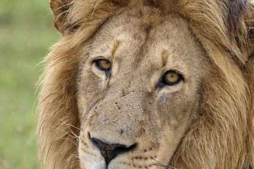 View of a majestic male lion with an intense gaze golden eyes and a thick mane in the wild Waterberg District Municipality Limpopo South Africa. View of a majestic male lion with an intense gaze golden eyes and a thick mane in the wild Waterberg District Municipality Limpopo South Africa.