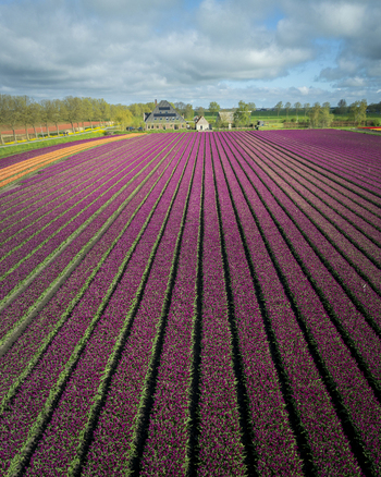 Aerial view of vibrant purple tulip fields in straight rows leading towards a traditional farmhouse under a cloudy sky in Bobeldijk North Holland Netherlands. Aerial view of vibrant purple tulip fields in straight rows leading towards a traditional farmhouse under a cloudy sky in Bobeldijk North Holland Netherlands.