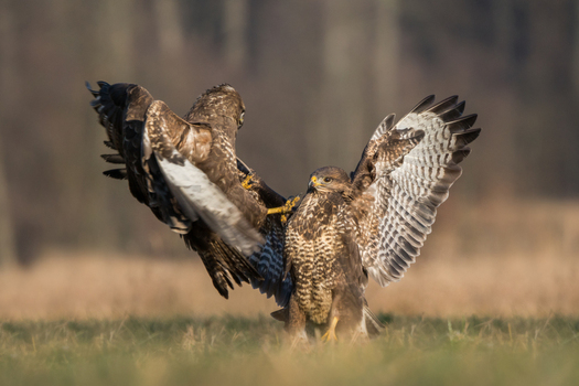 View of two common buzzards fighting on the ground in a field in Debrzno Pomeranian Voivodeship Poland. View of two common buzzards fighting on the ground in a field in Debrzno Pomeranian Voivodeship Poland.