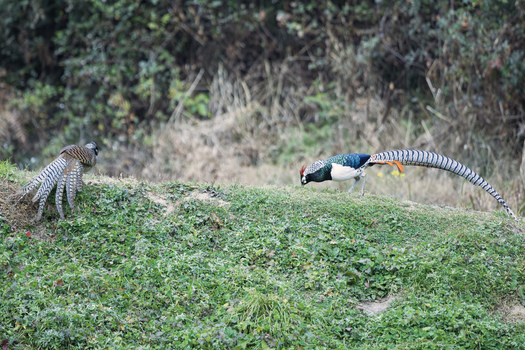View of two Reeves s pheasants one with a long tail stand amidst the lush green foliage creating a captivating scene of wildlife Yunnan China.