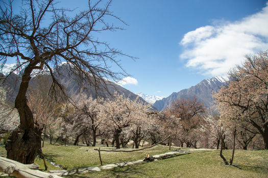 View of blossoming apricot trees in a lush meadow with the historic Altit Fort and snow capped mountains in the background in Altit Gilgit Pakistan. View of blossoming apricot trees in a lush meadow with the historic Altit Fort and snow capped mountains in the background in Altit Gilgit Pakistan.