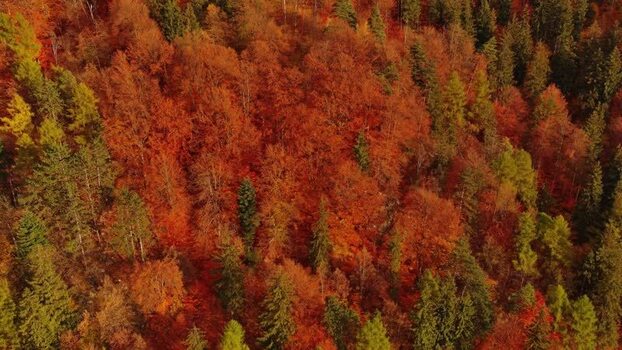Aerial view of autumn forest in Transylvania Romania.