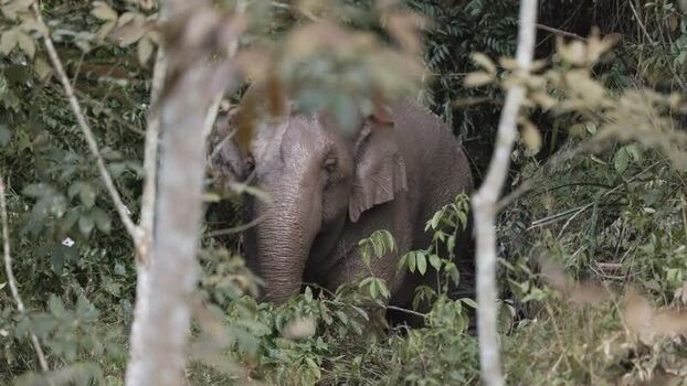 View of an elephant in the forest China.