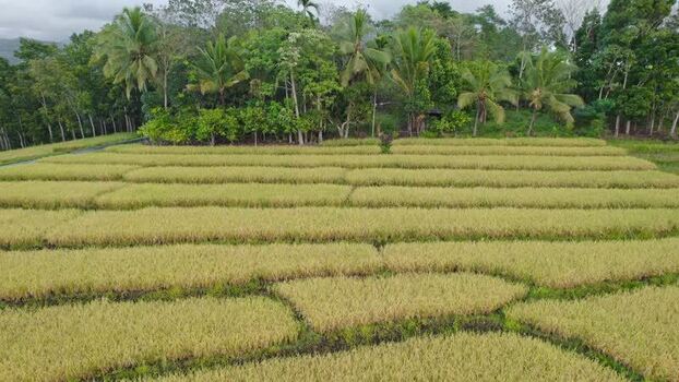 Aerial view of terraced rice fields and palm trees Indonesia. Aerial view of terraced rice fields and palm trees Indonesia.