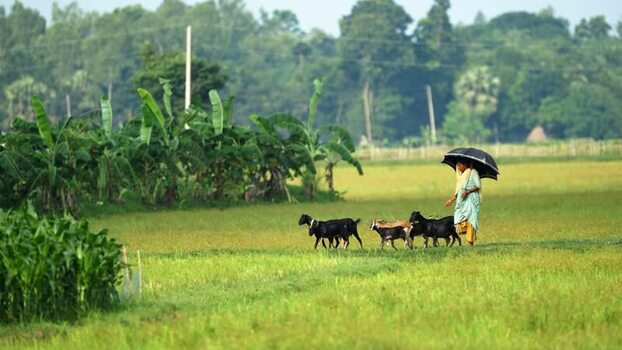 View of a woman with goats in a rural field in Bogura Bangladesh. View of a woman with goats in a rural field in Bogura Bangladesh.