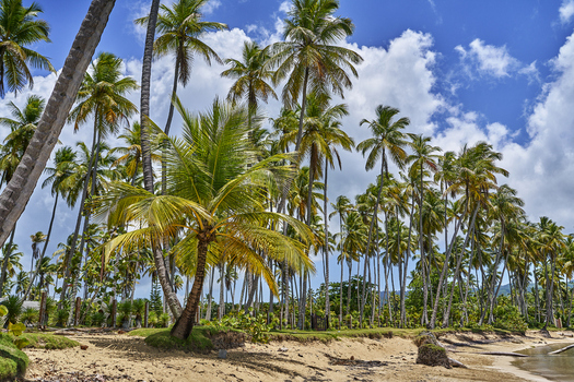 View of tall palm trees lining a sandy beach under a bright blue sky with fluffy white clouds in Santo Domingo Distrito Nacional Dominican Republic. View of tall palm trees lining a sandy beach under a bright blue sky with fluffy white clouds in Santo Domingo Distrito Nacional Dominican Republic.
