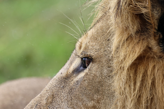 View of a male lion in profile showing its eye and mane against a blurred green background in Waterberg District Municipality Limpopo South Africa. View of a male lion in profile showing its eye and mane against a blurred green background in Waterberg District Municipality Limpopo South Africa.