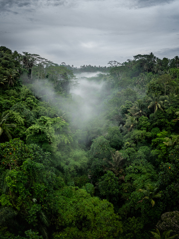 Aerial view of the lush Bali jungle landscape with dense tropical trees mist rising through the valley and a cloudy sky in Bali Indonesia.