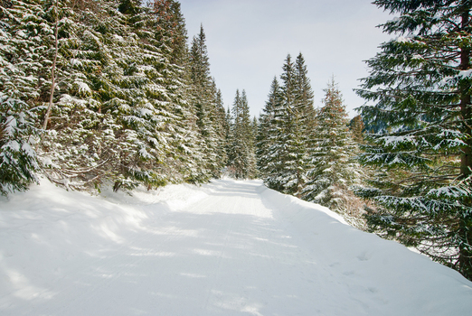 View of a snow covered road winding through an evergreen forest with pine trees dusted in fresh snow under a bright winter sky Tatra County Lesser Poland Voivodeship Poland. View of a snow covered road winding through an evergreen forest with pine trees dusted in fresh snow under a bright winter sky Tatra County Lesser Poland Voivodeship Poland.